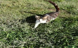 Domestic Shorthair cats for sale: Young female cat needs rehoming - Image 1