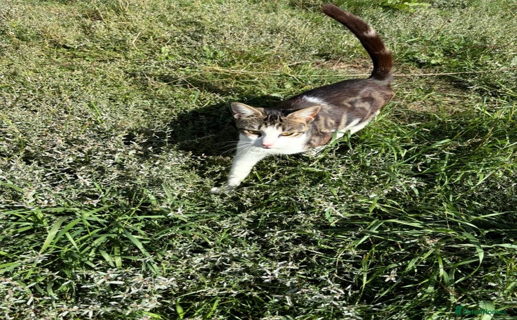 Domestic Shorthair cats - Advert 1