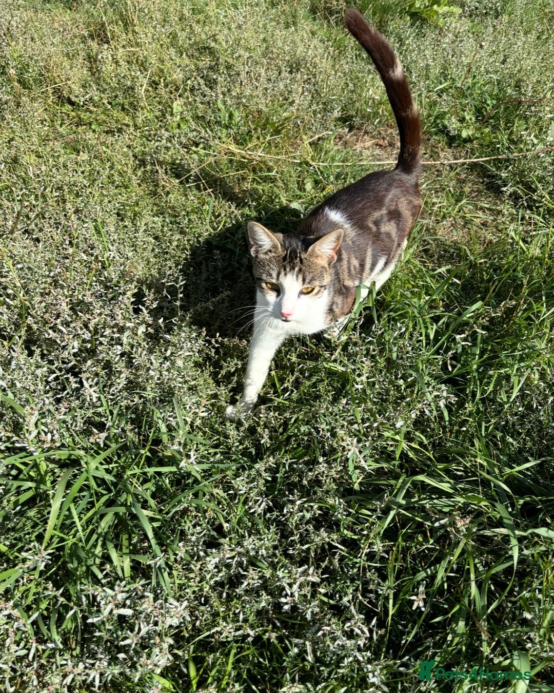 Domestic Shorthair cats for sale: Young female cat needs rehoming - Image 1