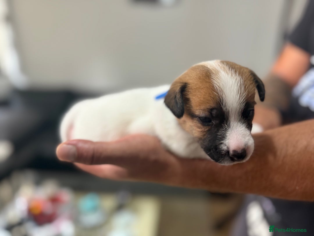 Jack Russell dogs for sale: Miniature Jack Russell terrier 3 boys and 3 girls  - Image 31