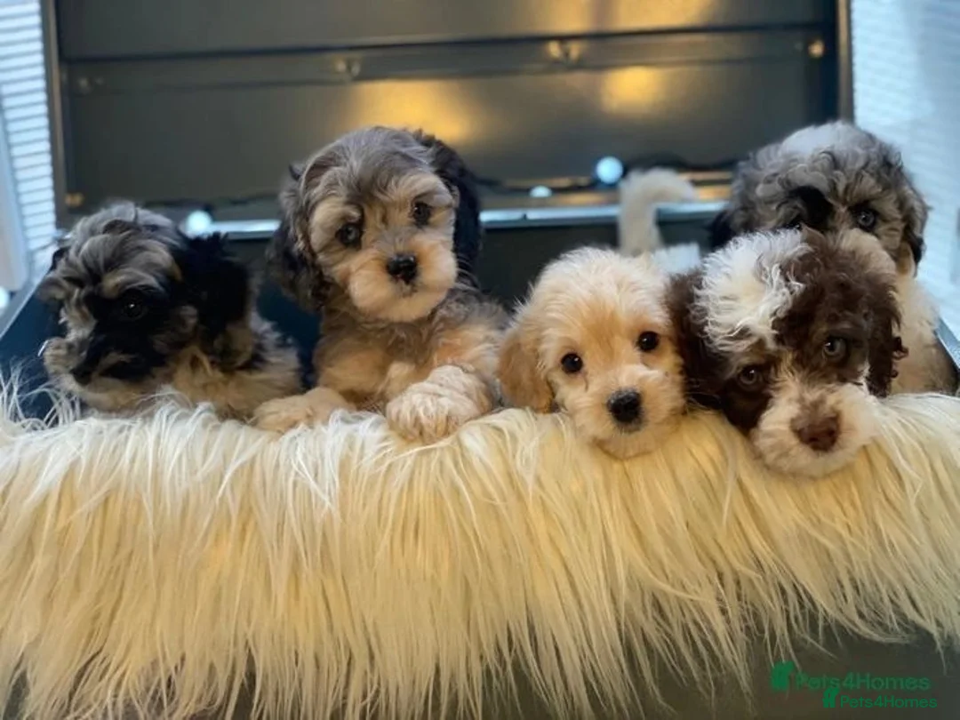 Toy Poodle dogs for stud: KC REGISTERED HEALTH TESTED TOY POODLE in Chester-le-Street - Advert 14