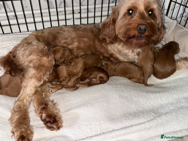 Cavapoo dogs - Advert 1