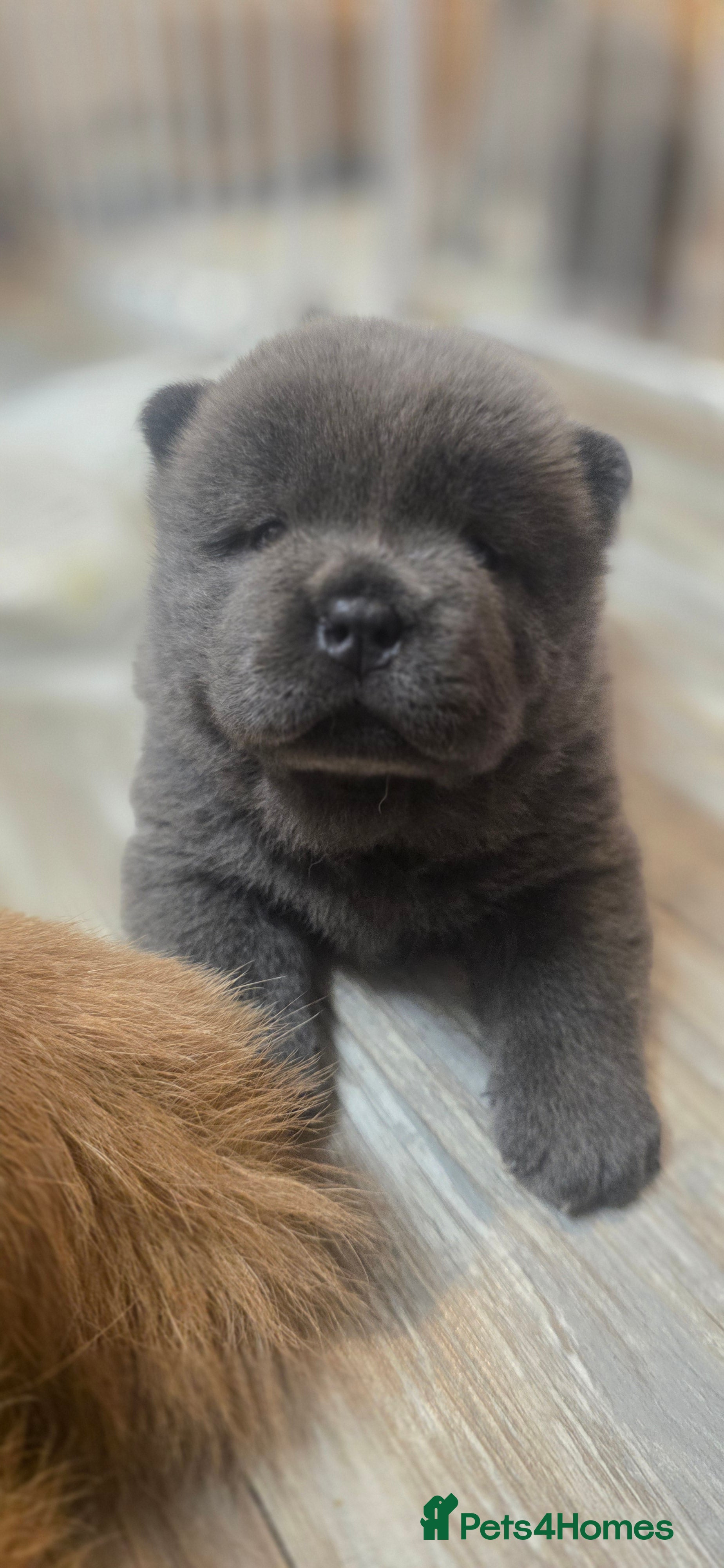 Chow Chow dogs Blue Smooth and Rough KC boys - Advert 6