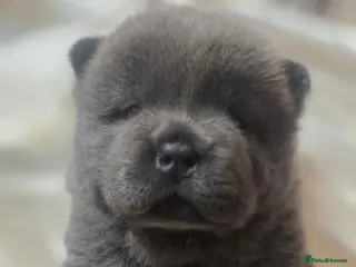 Chow Chow dogs Blue Smooth and Rough KC boys - Advert 1