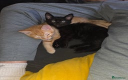 Ragdoll cats for sale: Ragdoll x tabby cat - Image 2