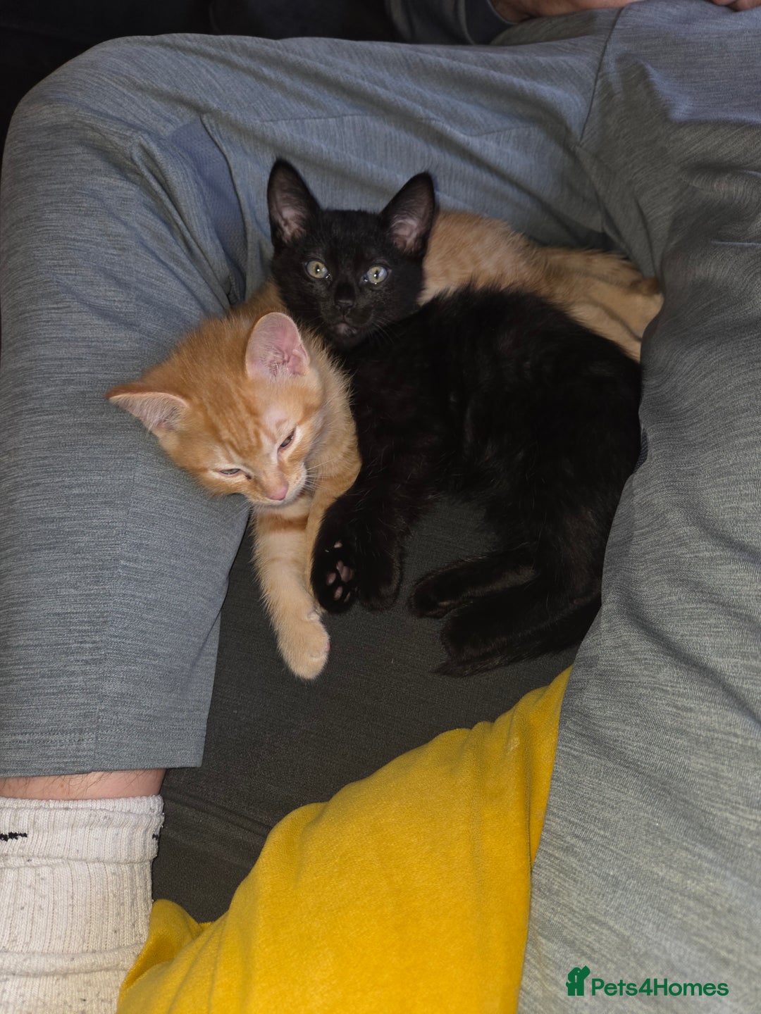 Ragdoll cats for sale: Ragdoll x tabby cat - Image 2