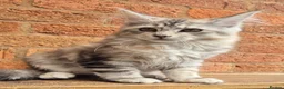 Maine Coon cats for sale: 2 Beautiful Maine coon kittens - Advert 18