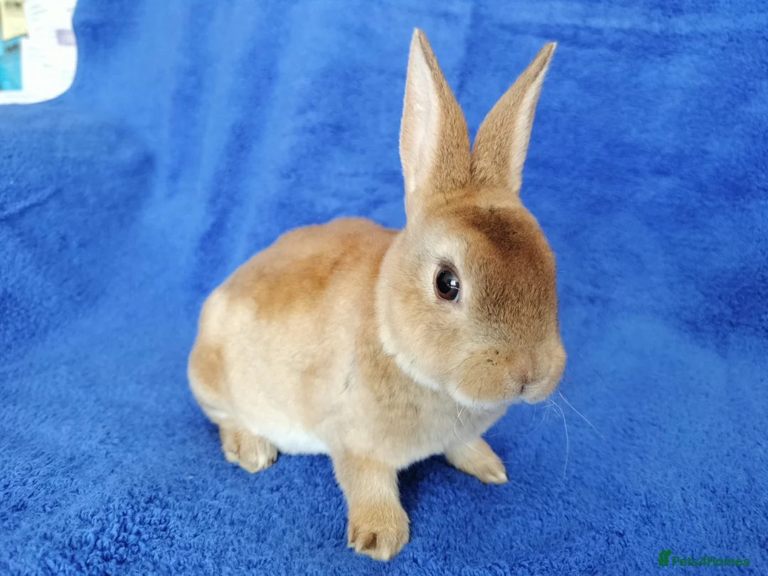 Rex rabbits for sale: Baby mini rex for sale  - Advert 1