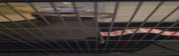 Sugar Glider rodents for sale: Pair of suger glider  in Gravesend - Advert 8