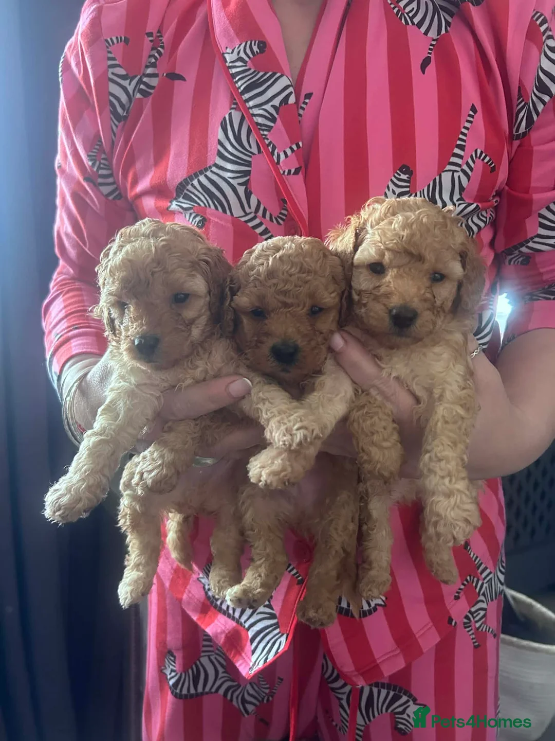 Toy Poodle dogs for sale: Stunning & outstanding KC reg toy poodles  - Advert 1