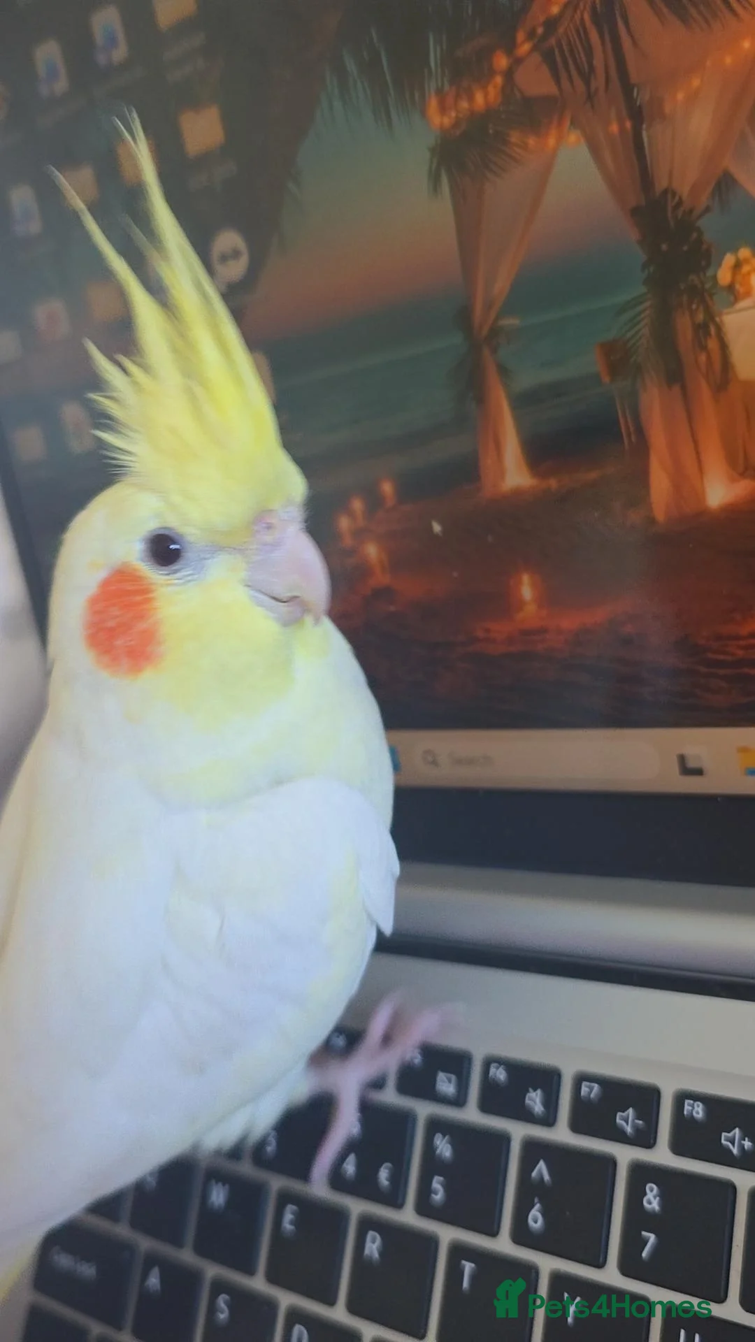 Cockatiels birds for sale: Hand reared Female Cockatiel  - Advert 3