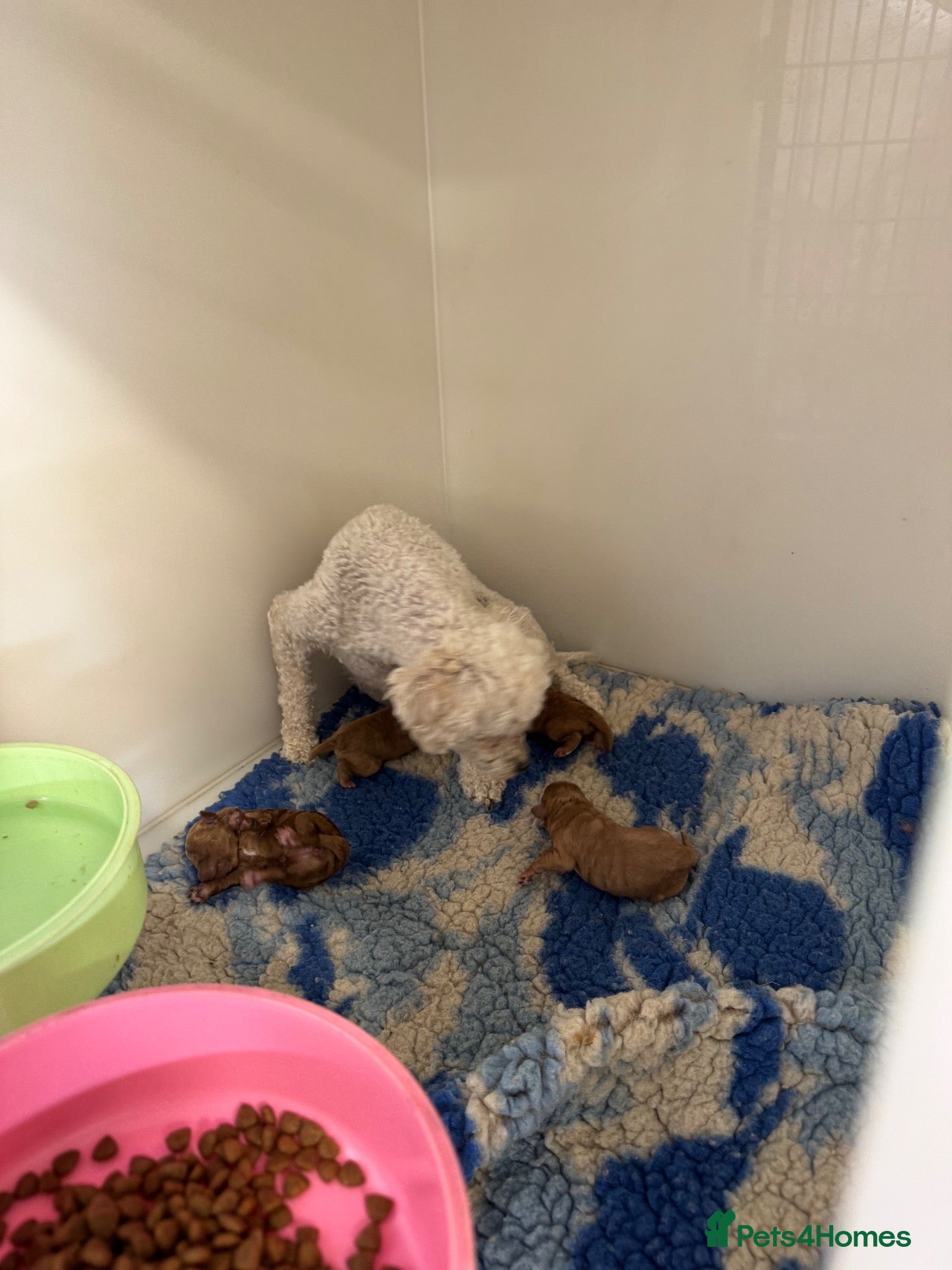 Toy Poodle dogs Red Asian x Toy Poodle  - Advert 4