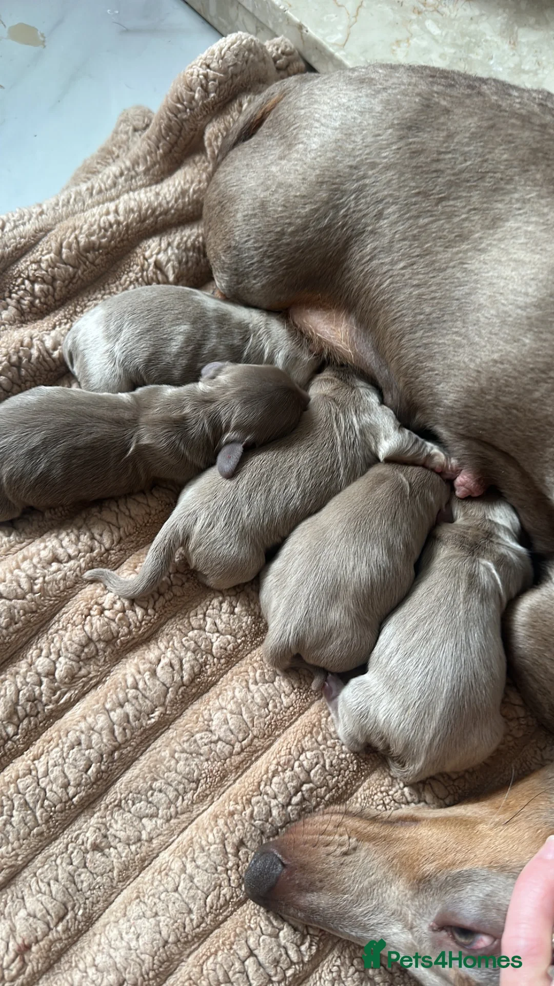 Miniature Dachshund dogs for sale: Miniature dashaund puppy’s fluffy - Advert 2