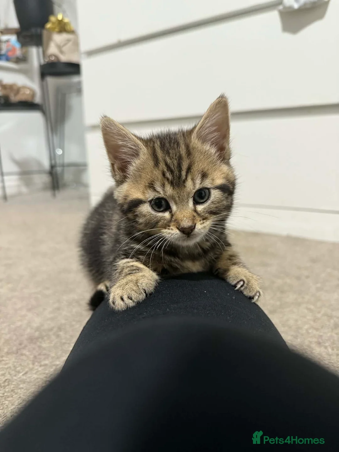 Mixed Breed cats for sale: Kittens ready to go - Advert 8