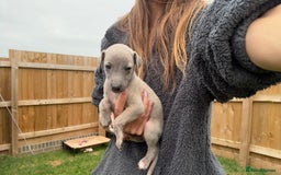 Whippet dogs for sale: OUTSTANDING PRESTIGIOUS LAGUNA BLUE WHIPPETS! KC - Image 34