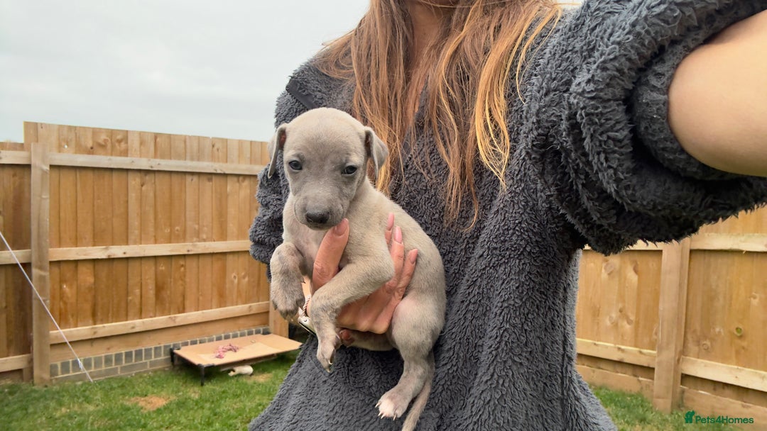 Whippet dogs for sale: OUTSTANDING PRESTIGIOUS LAGUNA BLUE WHIPPETS! KC - Image 34