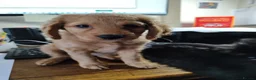 Cockapoo dogs for sale: Cockapoo Puppies, F2, Midlothian - Advert 12