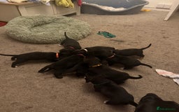 Mixed Breed dogs for sale: Doxla  - Image 21