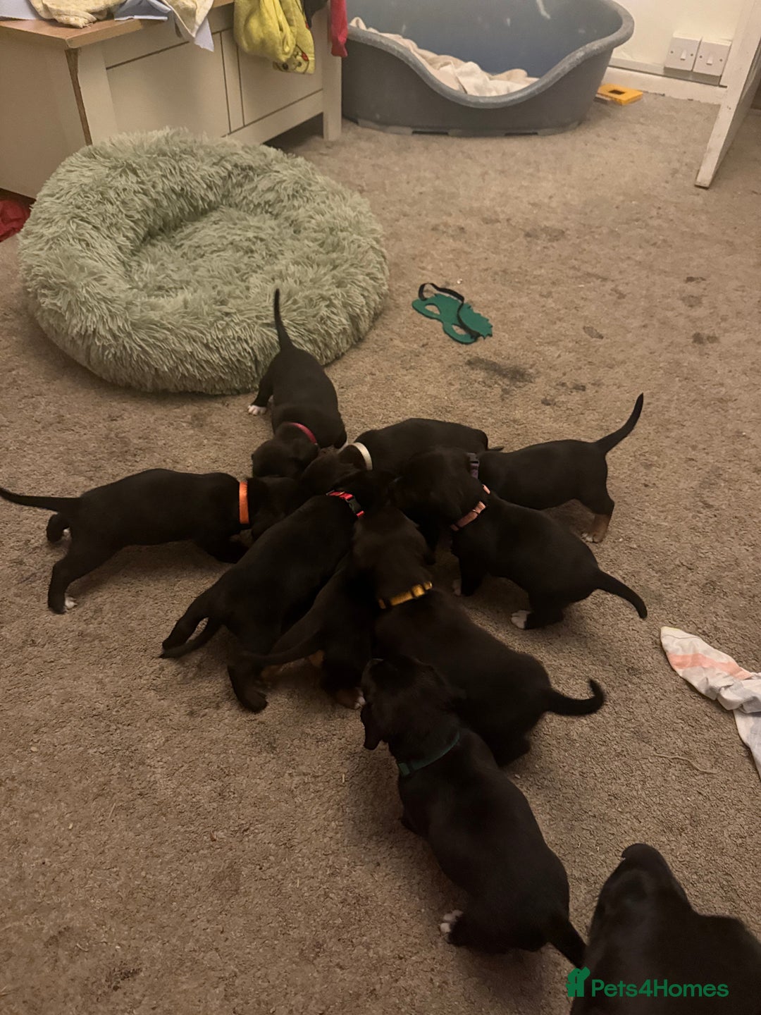 Mixed Breed dogs for sale: Doxla  - Image 21