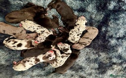 Great Dane dogs for sale: Outstanding litter of Great Danes  - Image 2