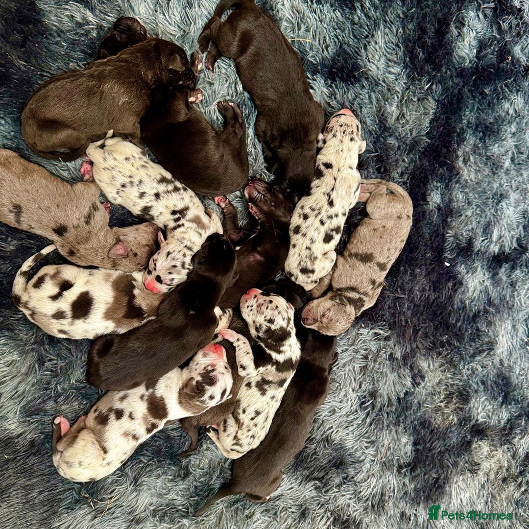 Great Dane dogs for sale: Outstanding litter of Great Danes  - Image 2