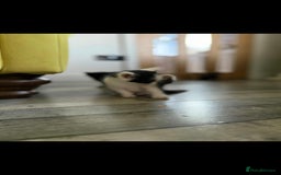 Mixed Breed cats for sale: 4 x Beaitiful Kittens READY NOW - Image 10