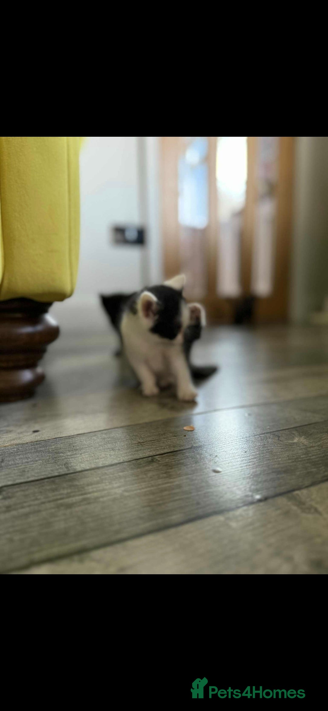 Mixed Breed cats for sale: 4 x Beaitiful Kittens READY NOW - Image 10
