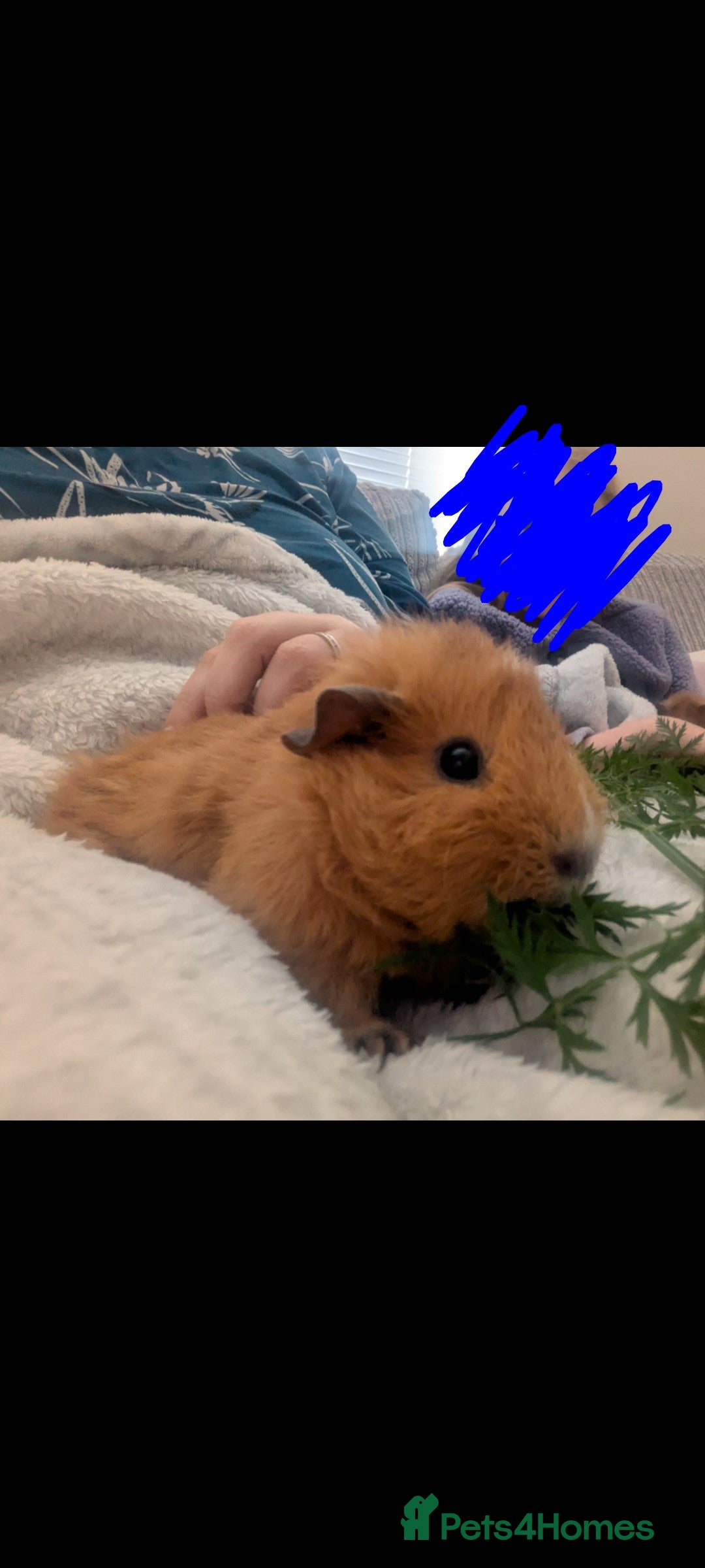 Guinea Pig rodents for sale: 4x girl guinea pigs and everything needed  - Advert 3