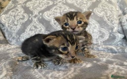 Bengal cats for sale: STUNNING TICA reg Bengal kittens ready to reserve - Image 15