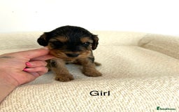 Cockapoo dogs for sale: Amazing mix of colours F1 Cockapoo pups - Image 12