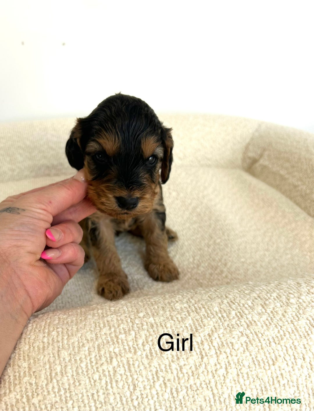 Cockapoo dogs for sale: Amazing mix of colours F1 Cockapoo pups - Image 12
