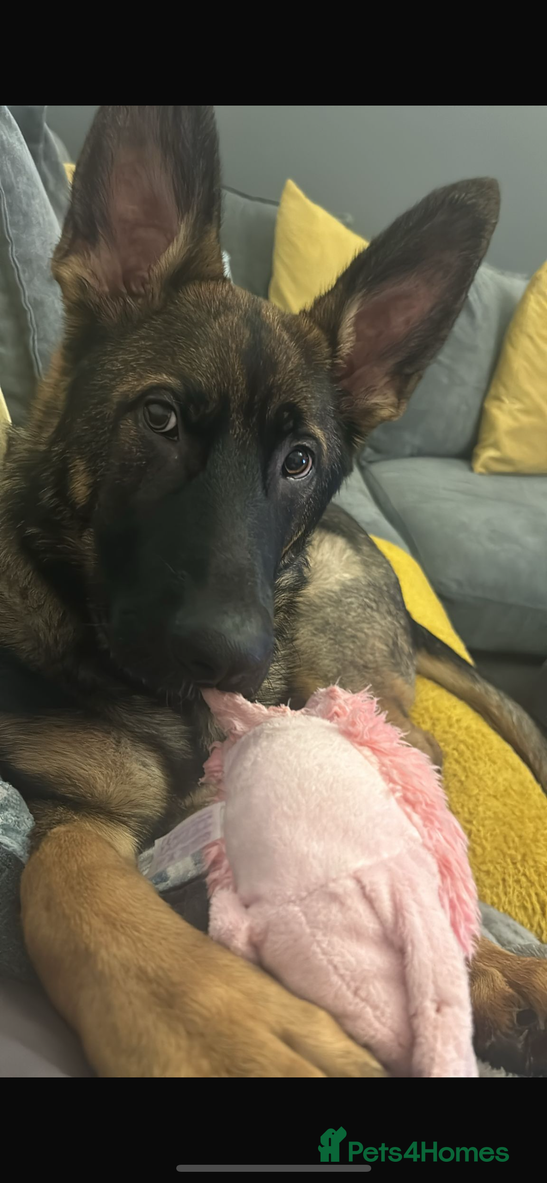 German Shepherd dogs for sale: 15 month old male German Shepherd Called BEAR, - Image 2