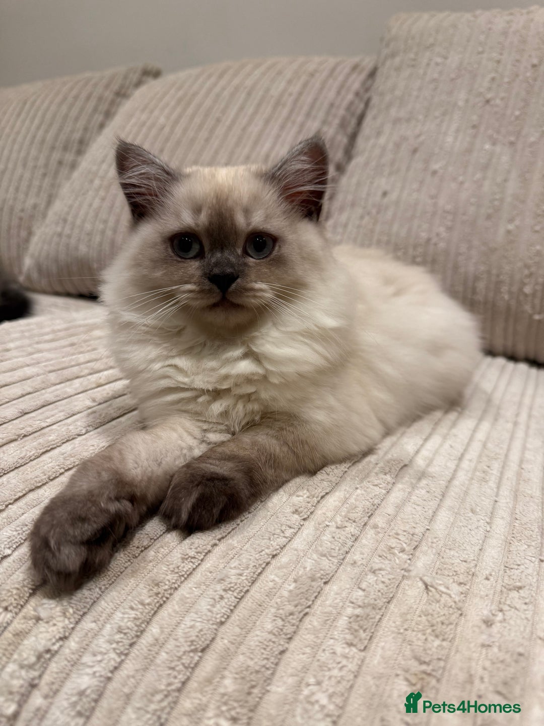 British Longhair cats for sale: British long hair female  - Image 3
