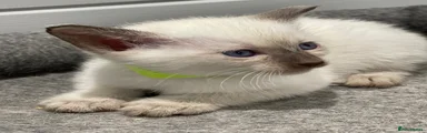 Siamese Kitten 7