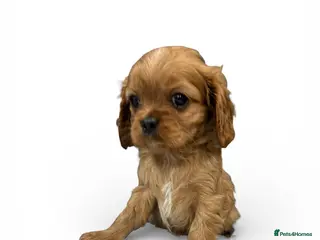 Cavalier King Charles Spaniel dogs **KC REGISTERED DNA CLEAR 🧬 CAVALIER PUPPIES** - Advert 7