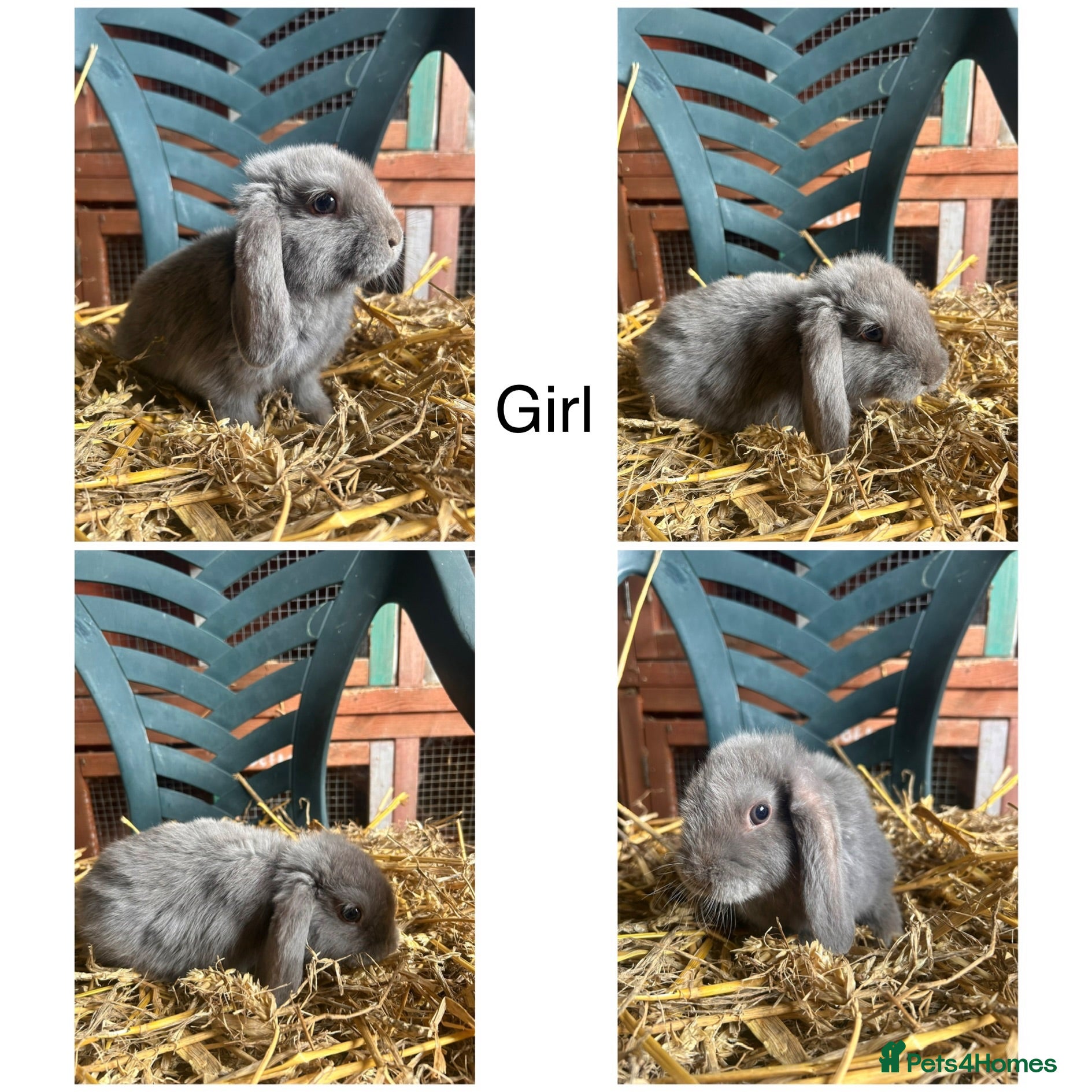 Mini Lop rabbits Beautiful PureBred MiniLops Ready To Leave - Advert 2