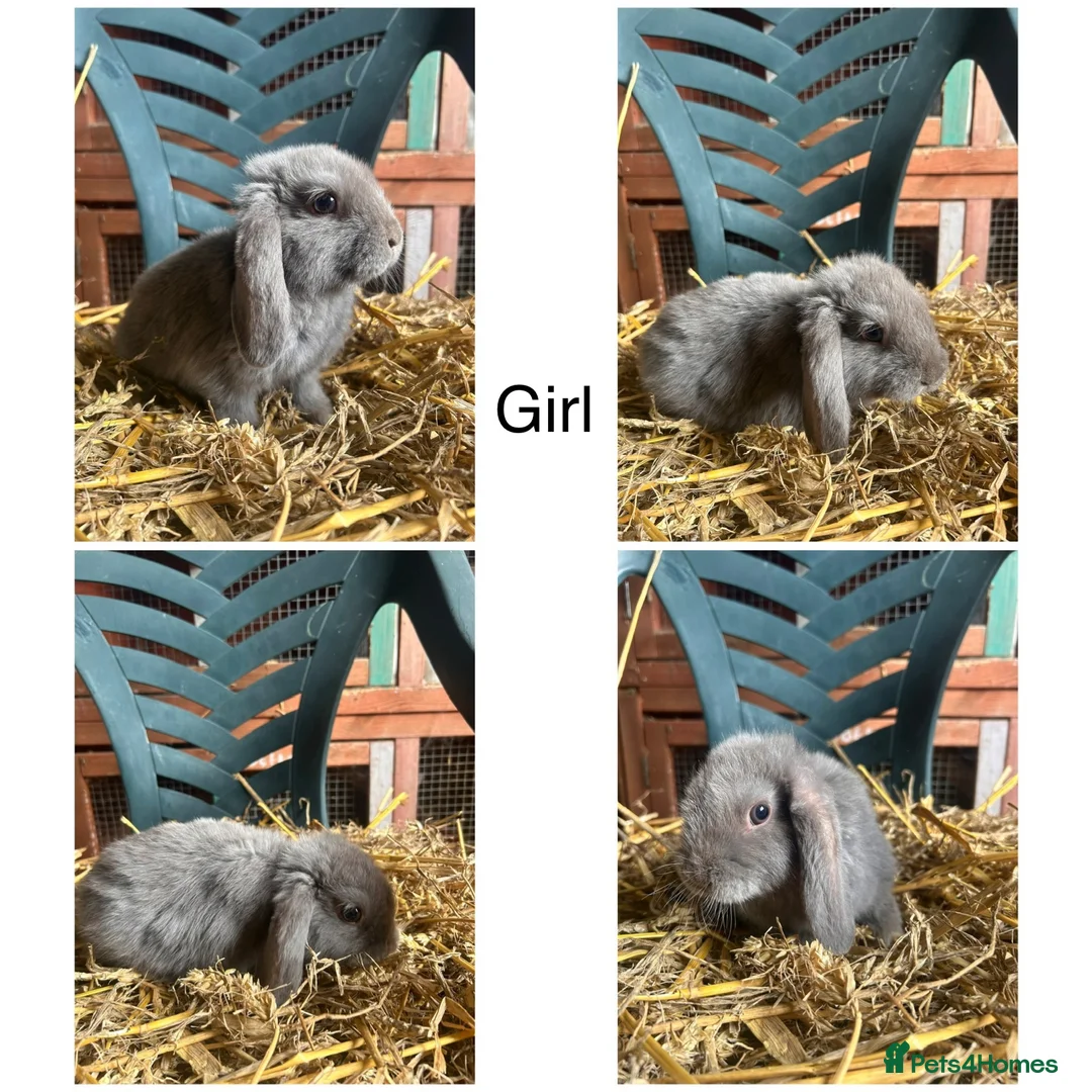 Mini Lop rabbits for sale: Beautiful PureBred MiniLops Ready To Leave in Horley - Advert 1