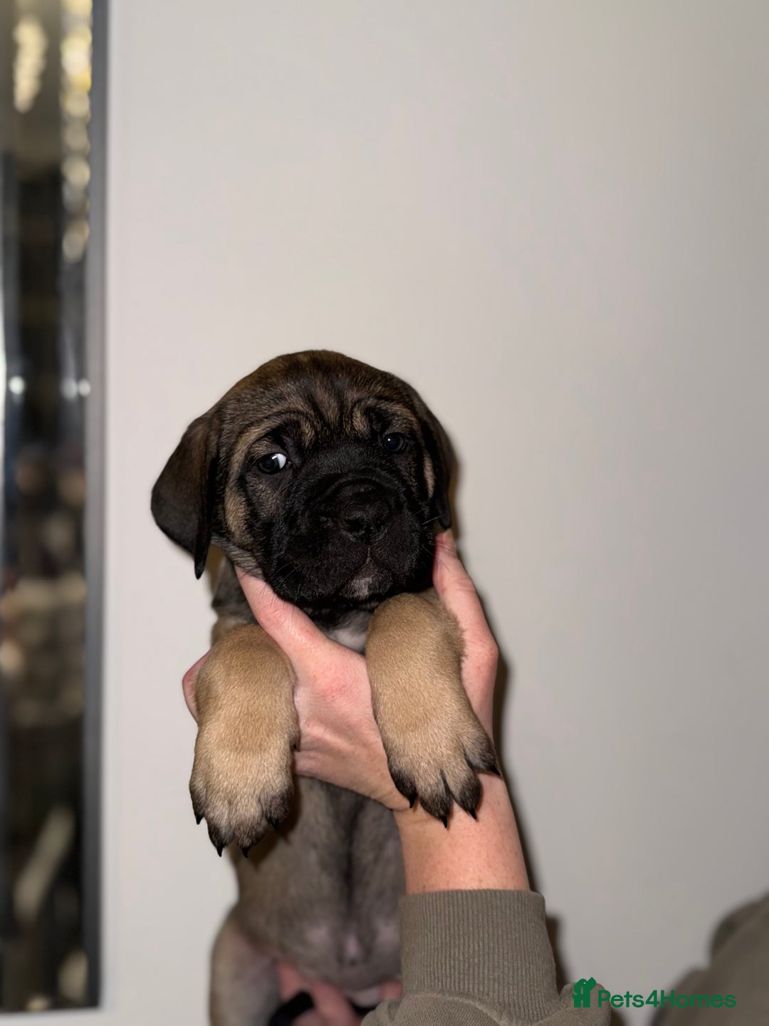 Cane Corso dogs for sale: Cane Corso puppies family reared no expense spared - Advert 26