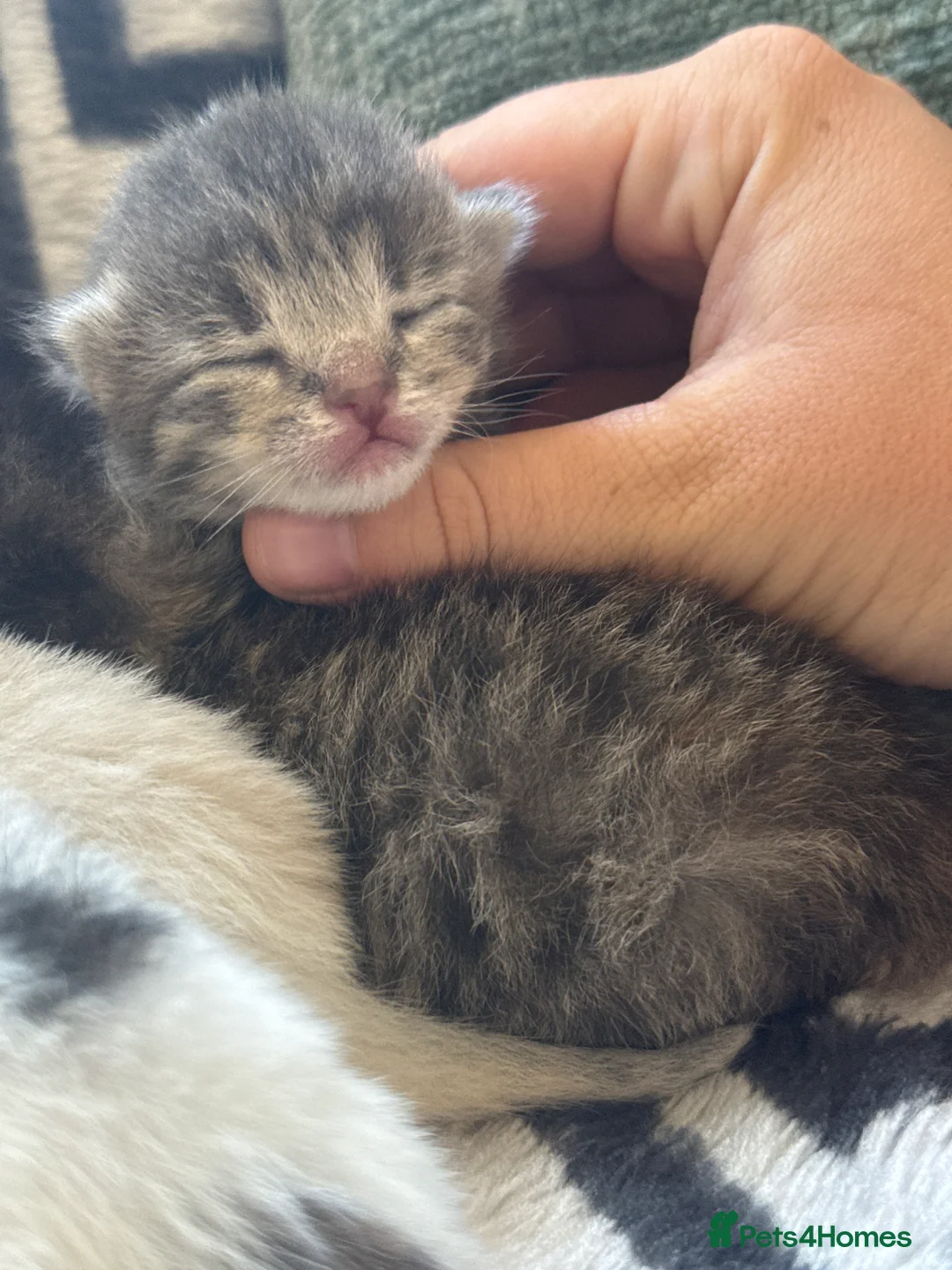 Mixed Breed cats for sale: Beautiful litter of kittens  - Advert 2
