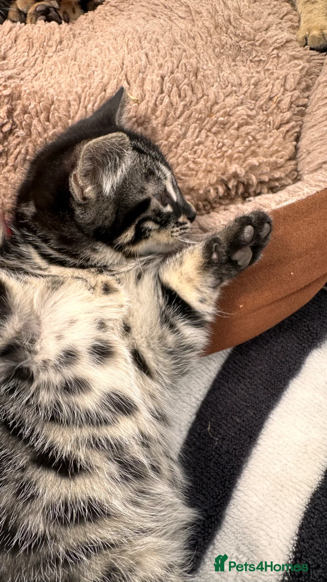 Mixed Breed cats for sale: Stunning Bengal Mix Kittens Ready Now! in Enfield - Advert 14