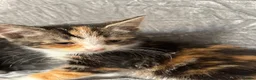 Mixed Breed cats for sale: BENGAL X TABBY FEMALE KITTEN in Walsall - Advert 10