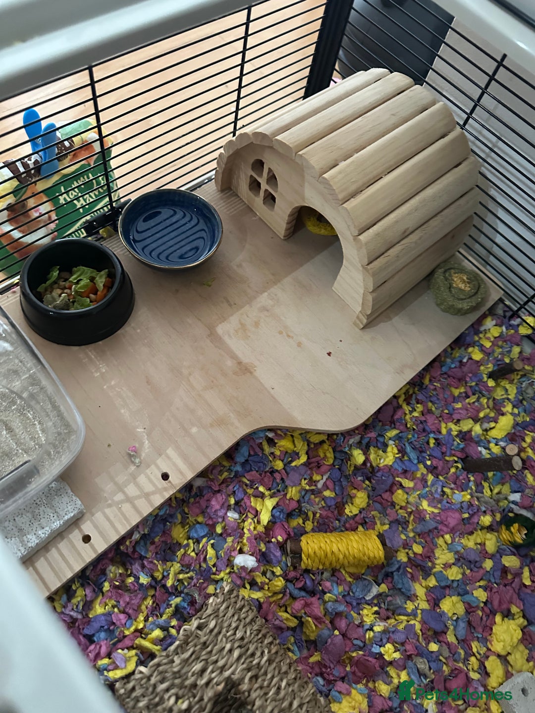 Hamster rodents for sale: Beautiful golden Syrian shorthair hamster Nibbles - Advert 7