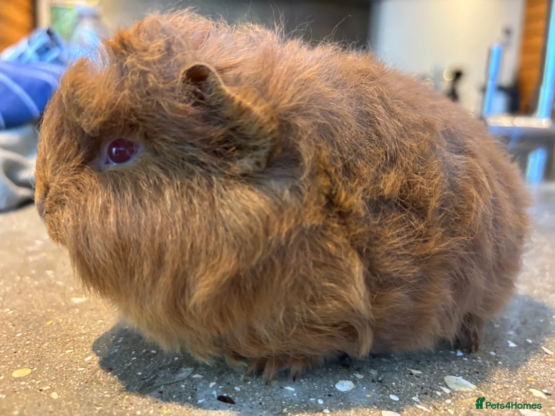Guinea Pig rodents for sale: Swiss brothers - Advert 4