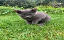 Mixed Breed cats for sale: Beautiful kittens ready now - Image 8