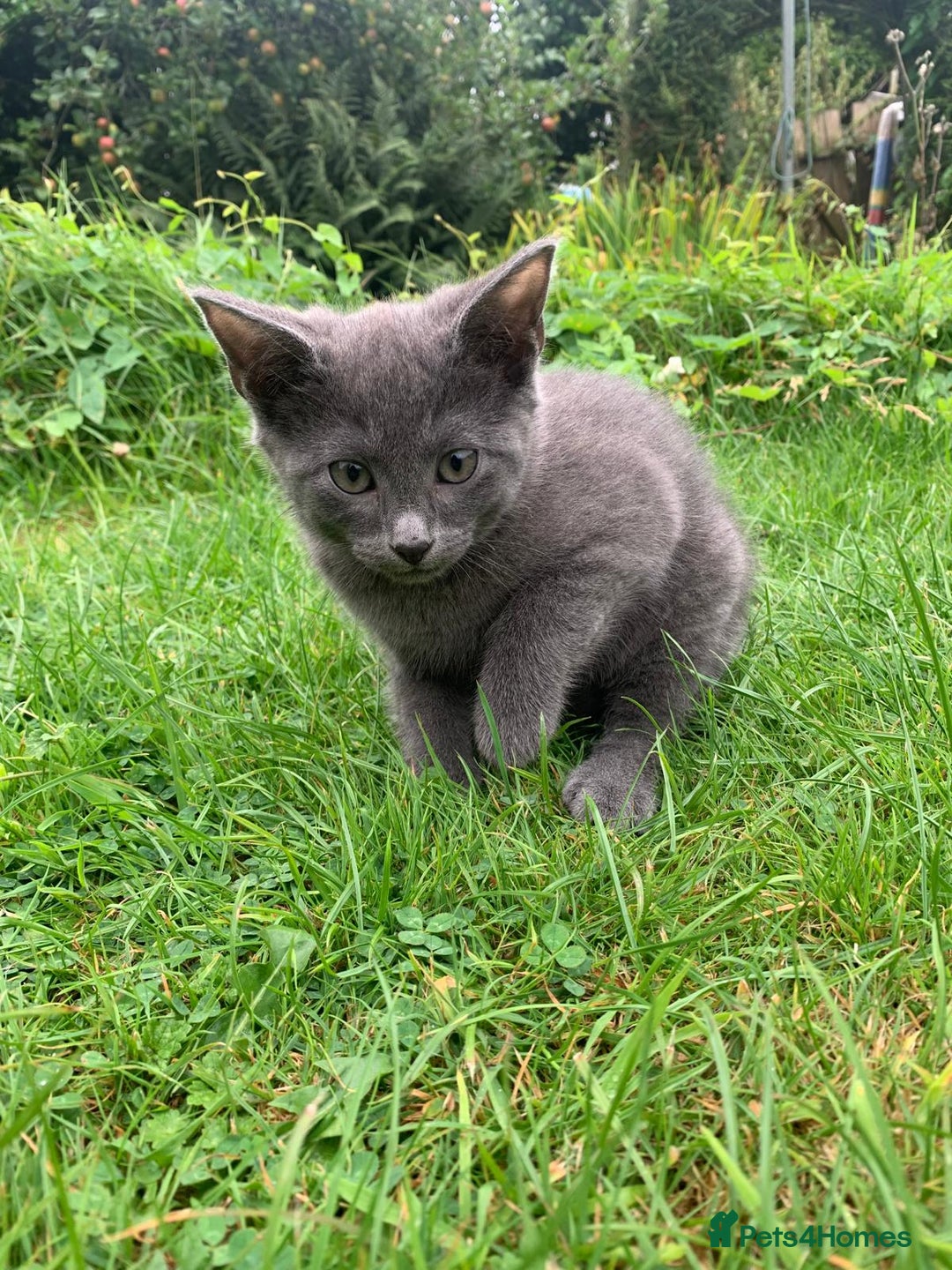 Mixed Breed cats for sale: Beautiful kittens ready now - Image 8