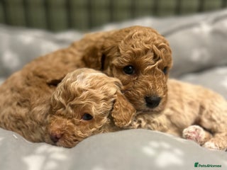 Cavapoo dogs 5 beautiful Cavapoo’s ready for ** - Advert 5