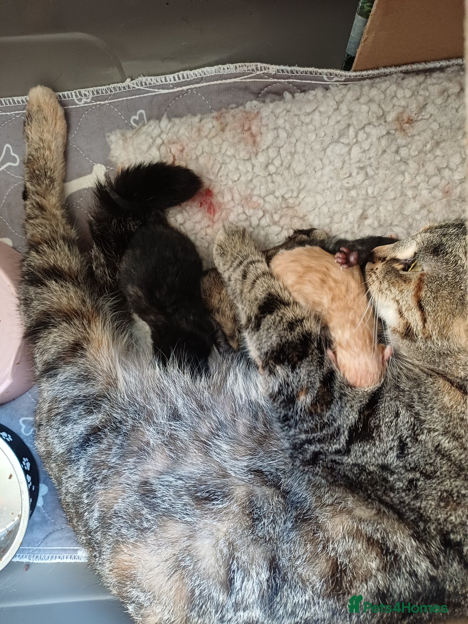 Mixed Breed cats for sale: Kittens half bengal - Advert 4