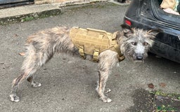 Mixed Breed dogs for sale: Lurcher Siblings - Image 7