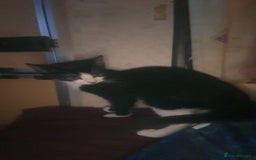 Maine Coon cats for sale: boy kitten  - Image 2