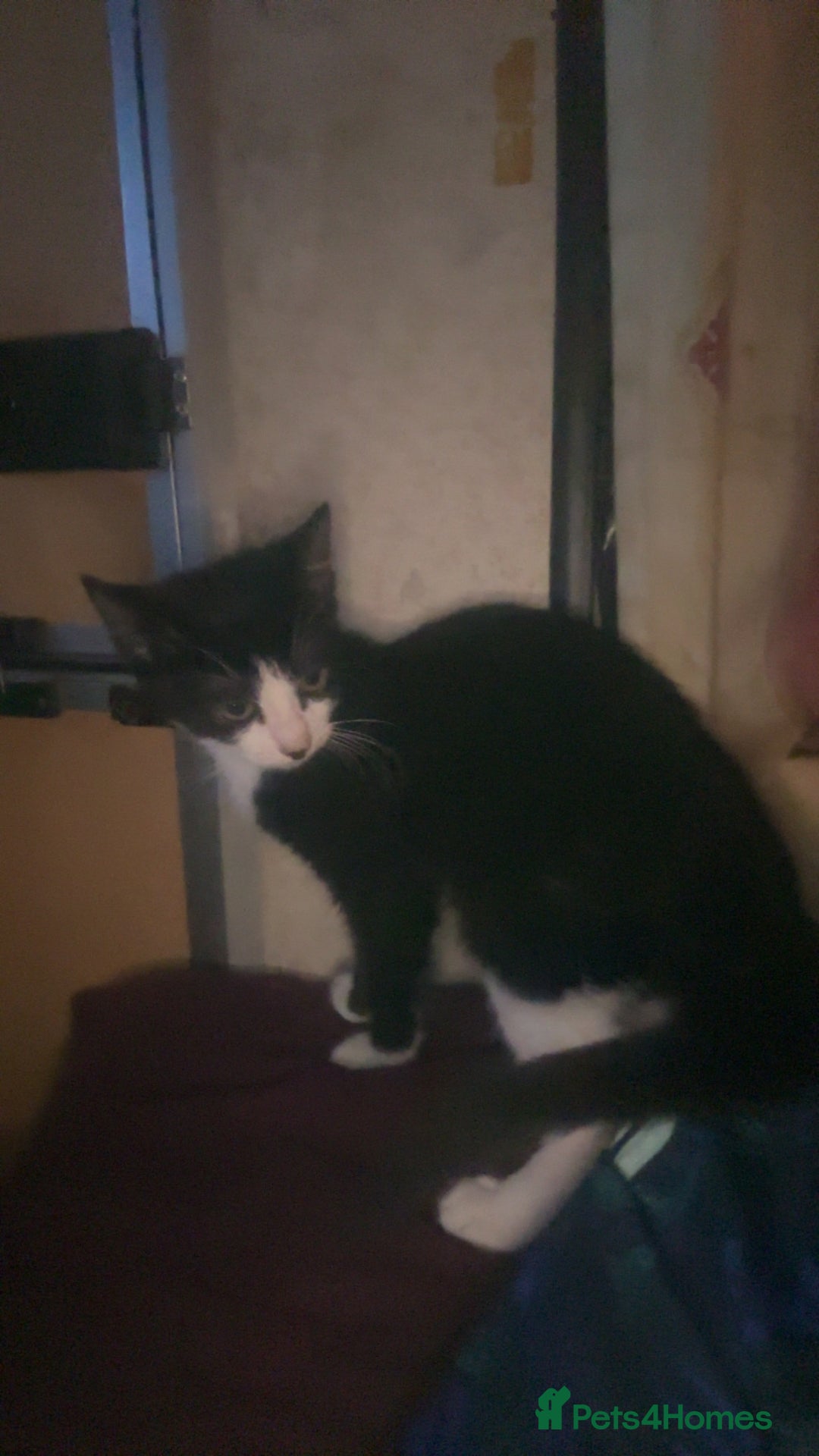 Maine Coon cats for sale: boy kitten  - Image 2